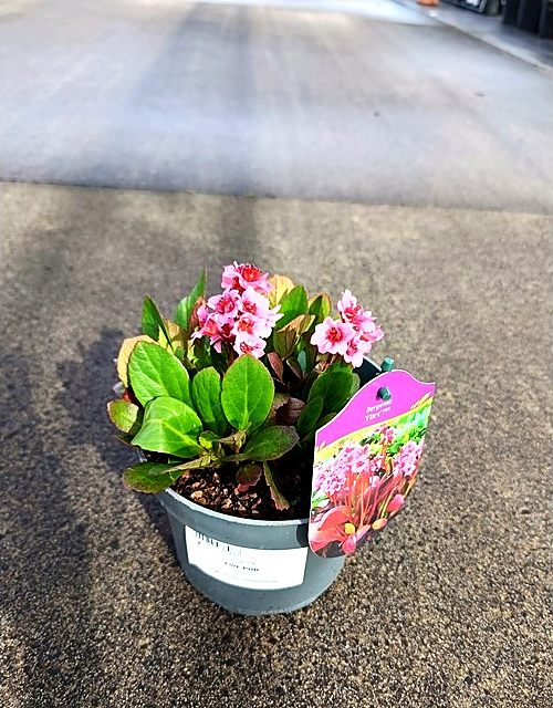 Bergenia - Bergenia Flirt
