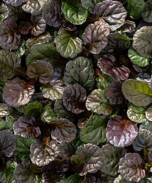 Ajuga reptans - Dąbrówka rozłogowa Black Scallop - obrazek 2