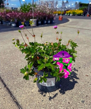 Geranium wallichianum - Bodziszek Wallicha Kelly Anne