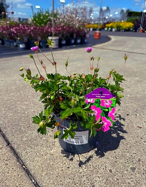 Geranium wallichianum - Bodziszek Wallicha Kelly Anne