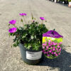 Geranium sanguineum - Bodziszek czerwony Max Frei