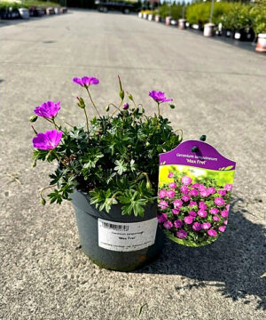 Geranium sanguineum - Bodziszek czerwony Max Frei