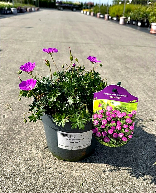 Geranium sanguineum - Bodziszek czerwony Max Frei