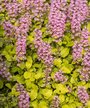 Ajuga reptans - Dąbrówka rozłogowa Gold Chang - obrazek 2