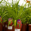 Hemerocallis - Liliowiec Anzac