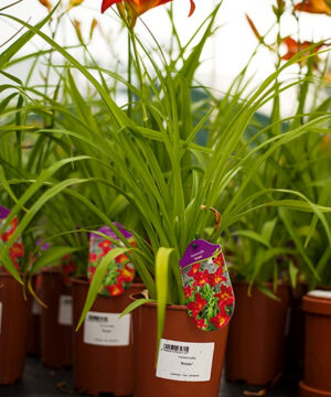 Hemerocallis - Liliowiec Anzac