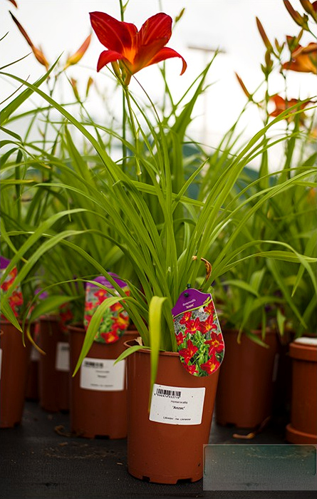Hemerocallis - Liliowiec Anzac