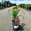 Hemerocallis - Liliowiec Black Prince