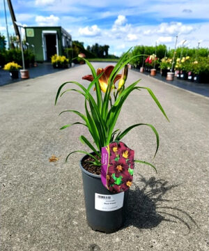 Hemerocallis - Liliowiec Black Prince
