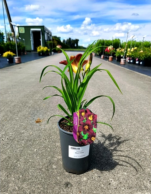 Hemerocallis - Liliowiec Black Prince