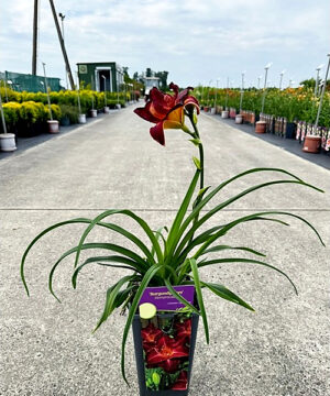 Hemerocallis - Liliowiec Burgundy Love