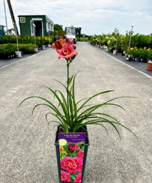 Hemerocallis - Liliowiec Cute as can be