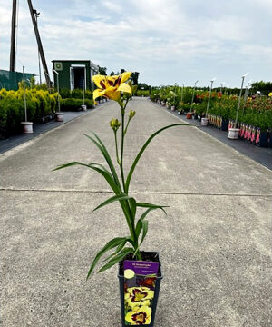 Hemerocallis - Liliowiec El Desperado