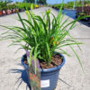 Hemerocallis - Liliowiec EveryDaylily Bronze