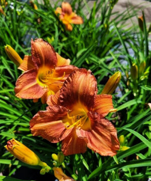 Alternative view of Hemerocallis - Liliowiec EveryDaylily Bronze