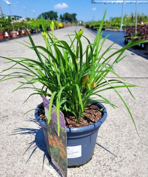 Hemerocallis - Liliowiec EveryDaylily Bronze