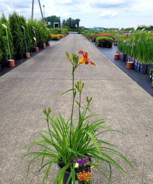 Alternative view of Hemerocallis - Liliowiec EveryDaylily Red Ribs