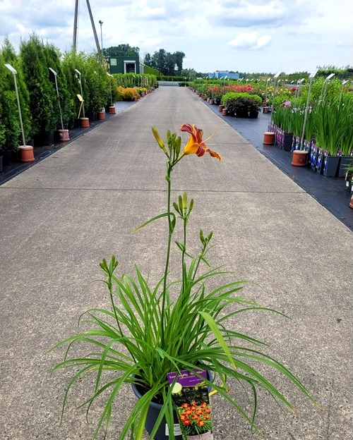 Hemerocallis - Liliowiec EveryDaylily Red Ribs - obrazek 2