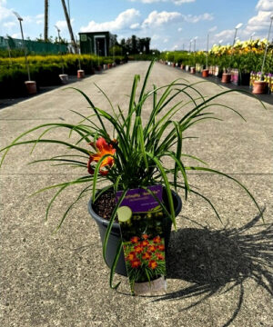 Hemerocallis - Liliowiec EveryDaylily Red Ribs