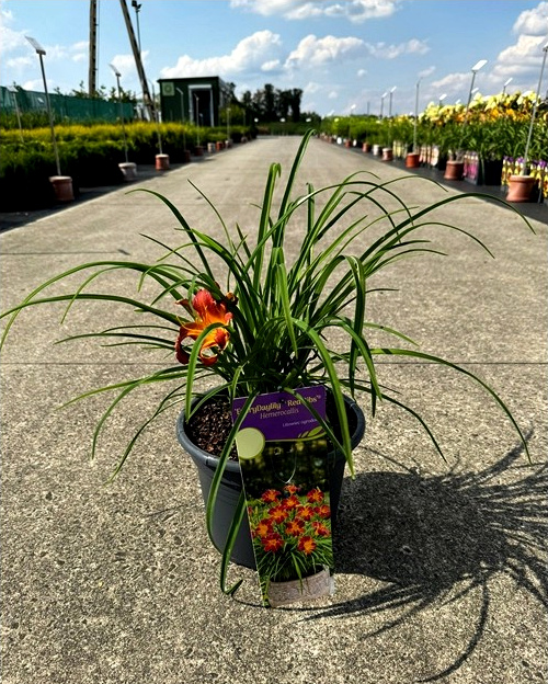 Hemerocallis - Liliowiec EveryDaylily Red Ribs