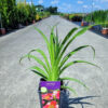 Hemerocallis - Liliowiec Final Touch