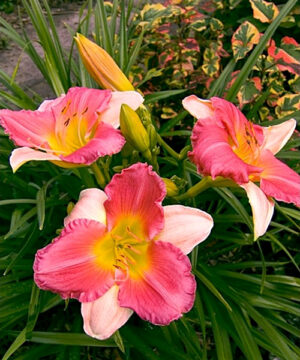 Alternative view of Hemerocallis - Liliowiec Final Touch