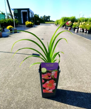 Hemerocallis - Liliowiec Final Touch - obrazek 3