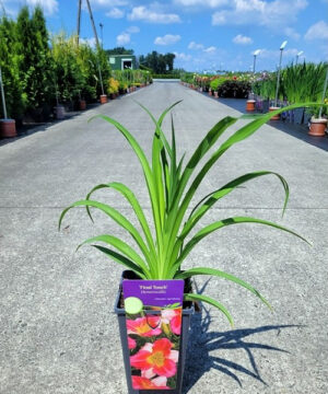 Hemerocallis - Liliowiec Final Touch