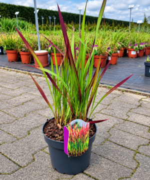 Imperata cylindrica - Imperata cylindryczna Red Baron