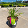 Miscanthus sinensis - Miskant chiński Apache