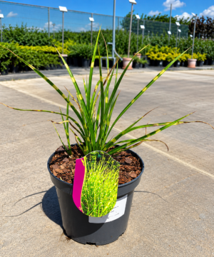 Miscanthus sinensis - Miskant chiński Apache