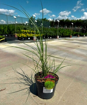 Miscanthus sinensis - Miskant chiński Beauty Queen