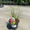 Miscanthus sinensis - Miskant chiński Makramee