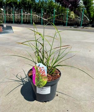 Miscanthus sinensis - Miskant chiński Makramee