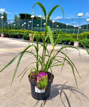 Miscanthus sinensis - Miskant chiński Ballerina