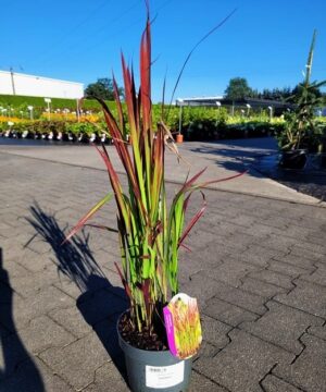 Alternative view of Imperata cylindrica - Imperata cylindryczna Red Baron