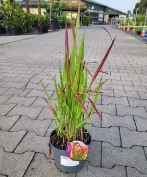 Imperata cylindrica - Imperata cylindryczna Red Baron - obrazek 3